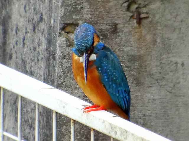 魚狗/無限台南
