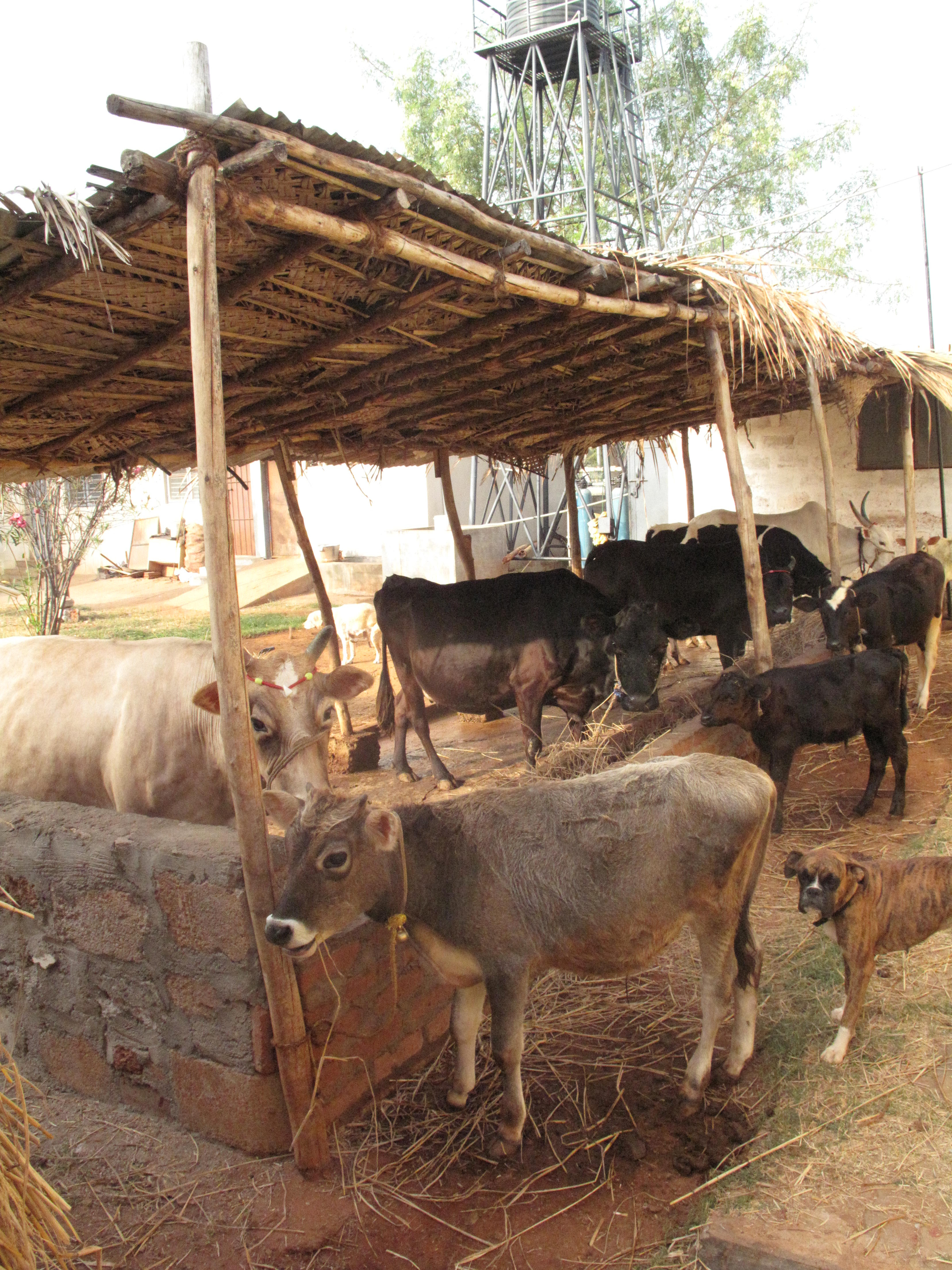 genius-community-homes-of-animals