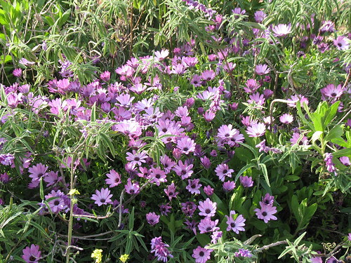 purple spring flowers