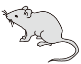 ベストコレクション マウス イラスト 実験 878372 マウス イラスト 実験