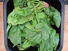 épinards frais préparation recette vegan vegetalien épinards frais préparation recette vegan vegetalien