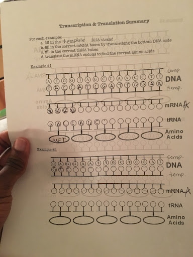 Transcription And Translation Worksheet Key / Best of Biology Corner