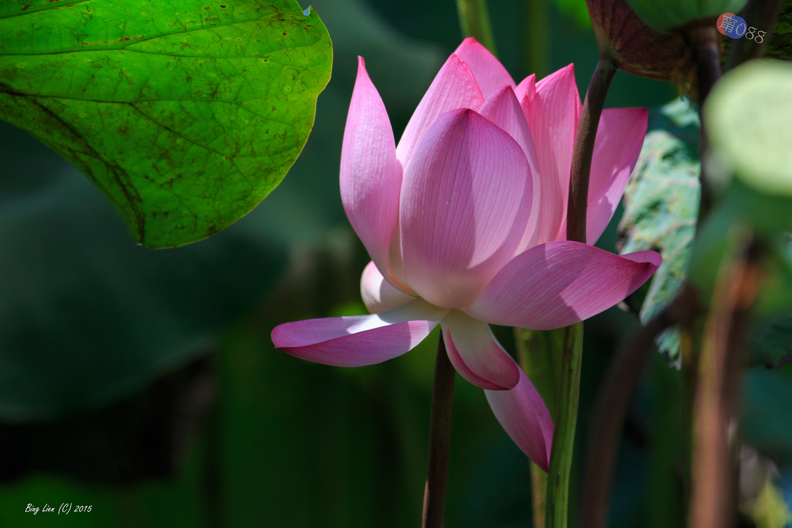 WATER_BING2763_LR