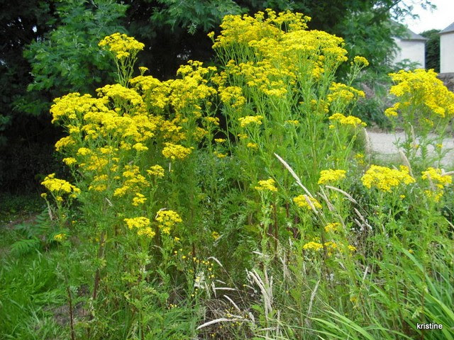 Image de Fleur: Fleur Jaune Sauvage Bord De Route