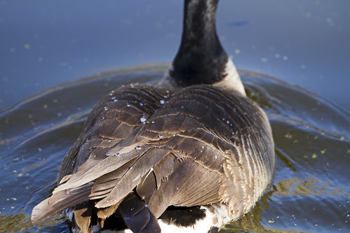 Water Off a Gooses Back
