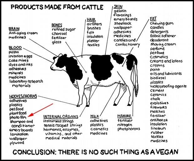 Livestock Dairy Cow Parts Worksheet Answers - Livestock Cattle