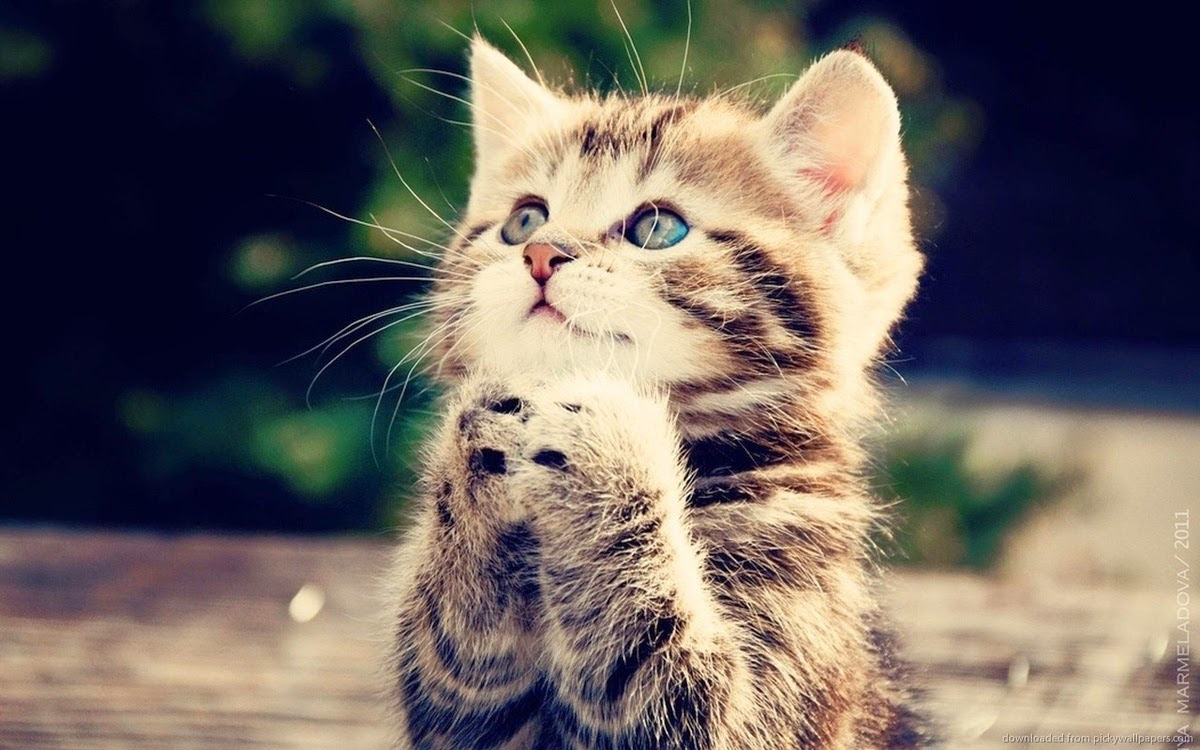 50 Gambar DP BBM Kucing Lucu Imut Gemesin Berbagai Gadget 50 Gambar DP BBM Kucing Lucu Imut Gemesin Berbagai Gadget