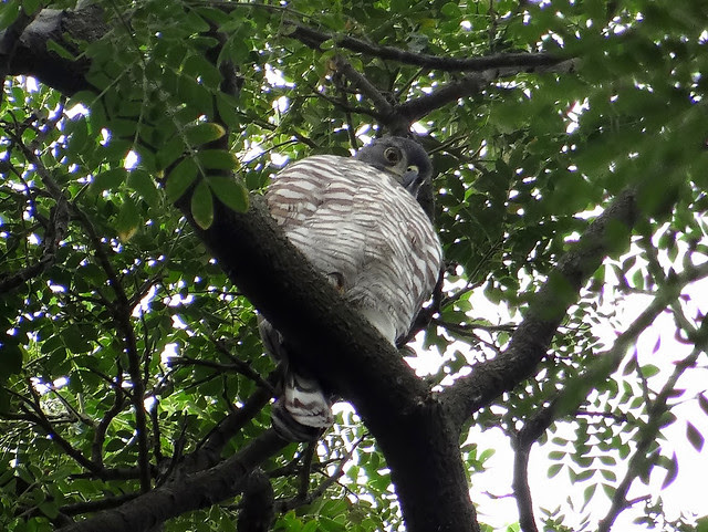鳳頭蒼鷹/無限台南