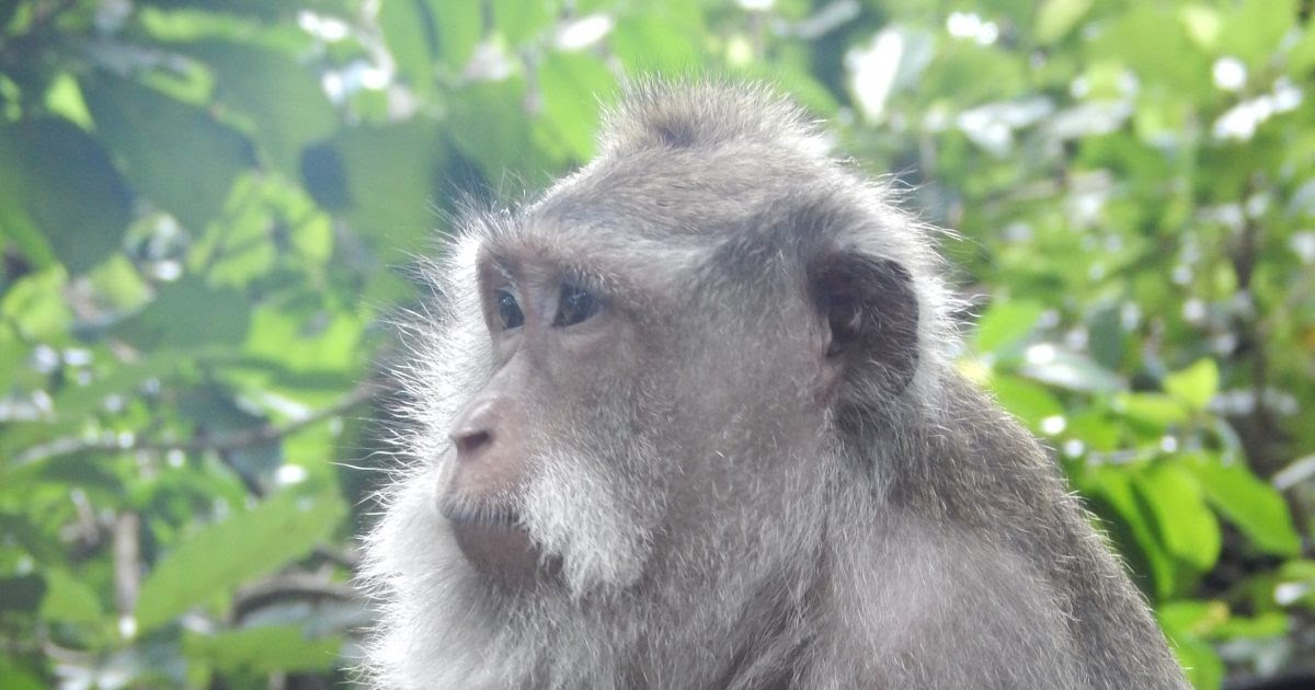 Indonesia Animals : Top 10 Unique Wild Animals in Indonesia | ICS