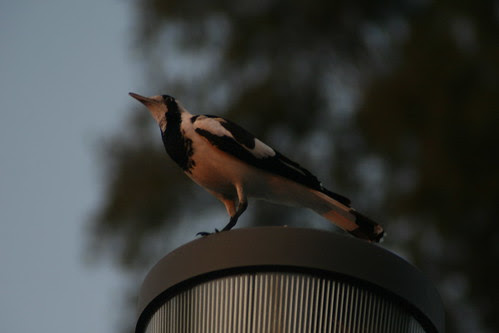 Magpie Lark at Mindil