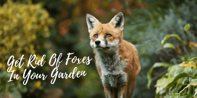 How To Get Rid Of Foxes In Backyard