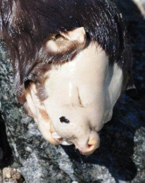 10 mysterious monsters whose existence can be explained rationally