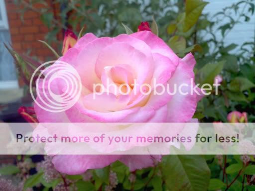 Pink Rose 9th June 2011