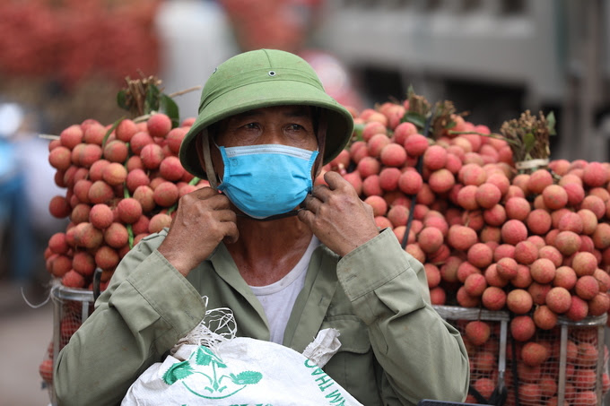 Hơn 100 thương nhân Trung Quốc được vào mua vải thiều Bắc Giang