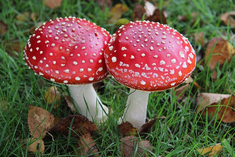Related image