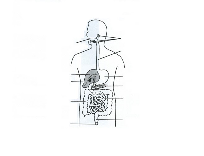 33 Labled Diagram Of The Digestive System