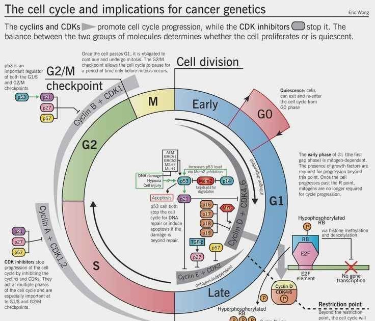 cells-alive-plant-cell-worksheet-answer-key-db-excel