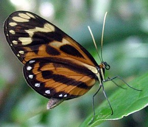 Hypothyris ninonia
