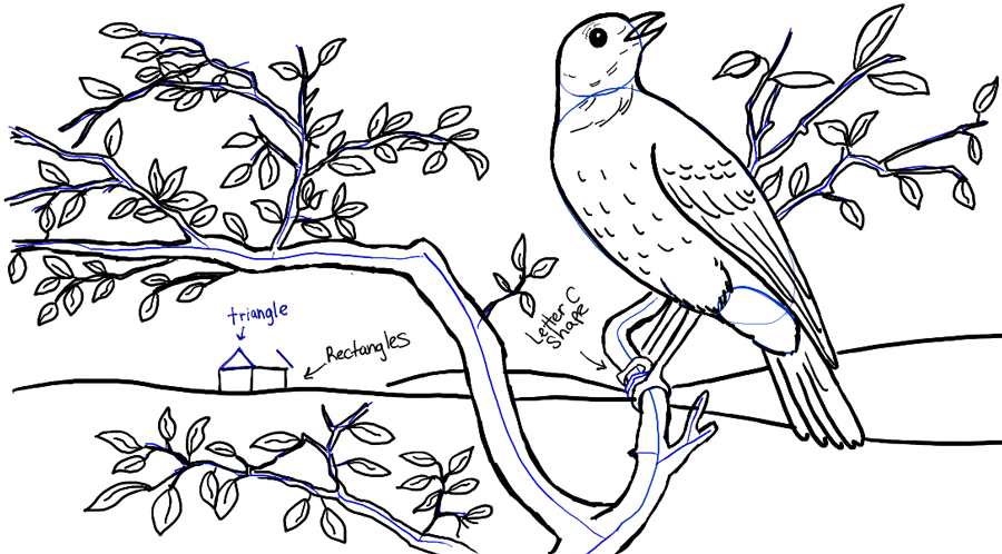 Featured image of post Easy Bird Scenery Drawing / Draw two ovals for the head and body of the blue bird.