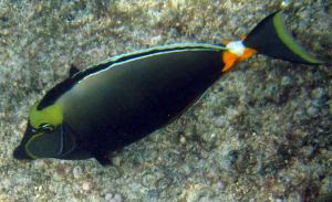 Naso_lituratus