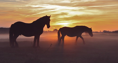 horses in fog