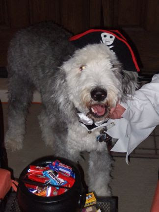 dog mardi gras costumes