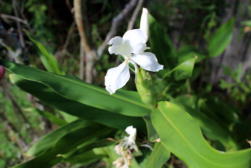 White Daylillies