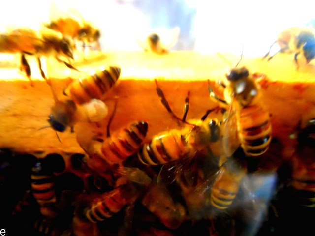 Beez