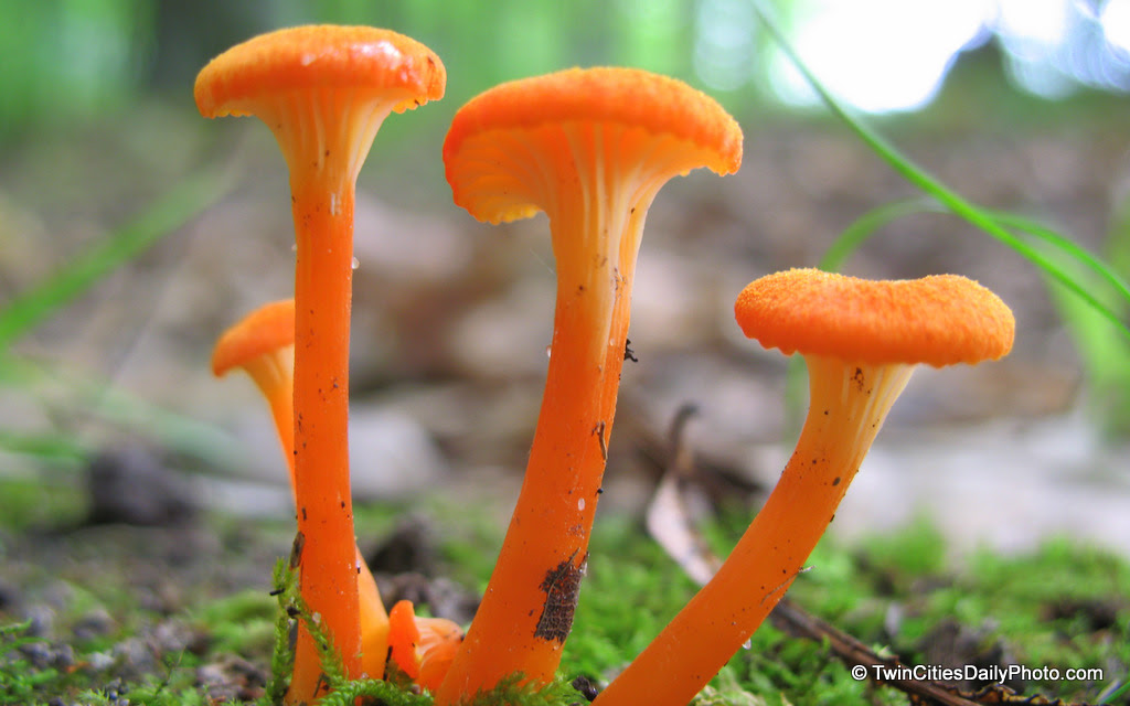 I found this small grouping of mushrooms growing in the woods. Their height was about an inch high. Very small, but very brightly orange colored.