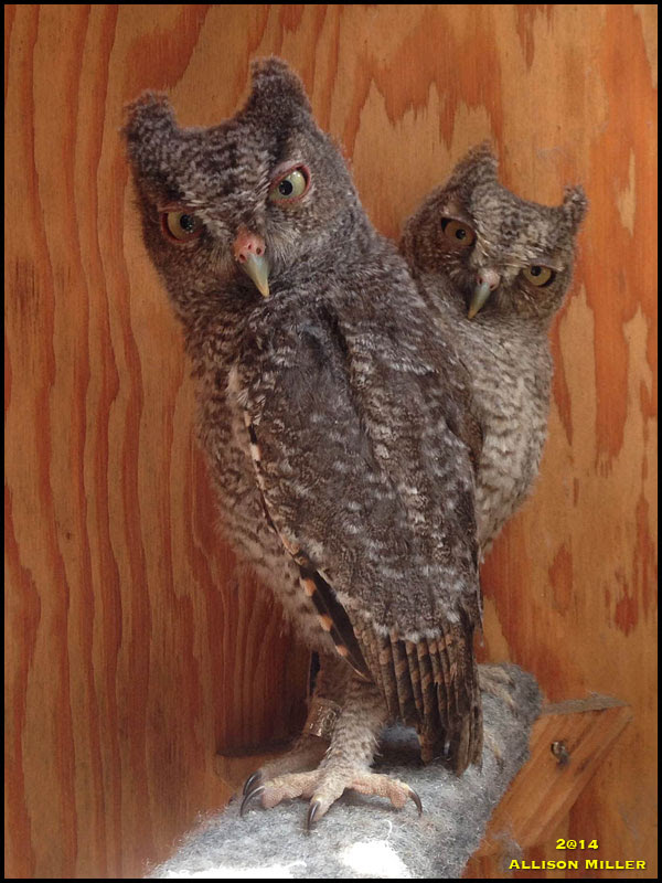 Eastern Screech Owl Eastern Screech Owl