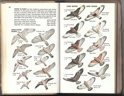 Golden Guide Hawks