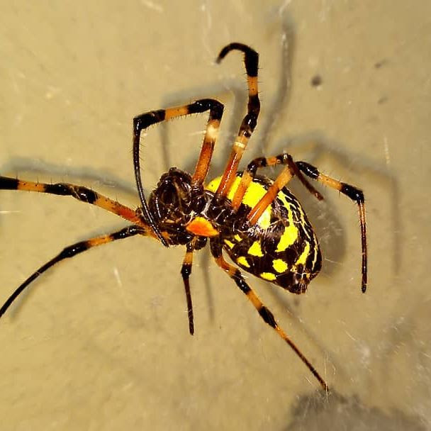Especie De Aranha Preta E Amarela - Pecho Wallpaper