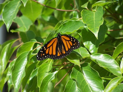 unidentified black/orange butterfly