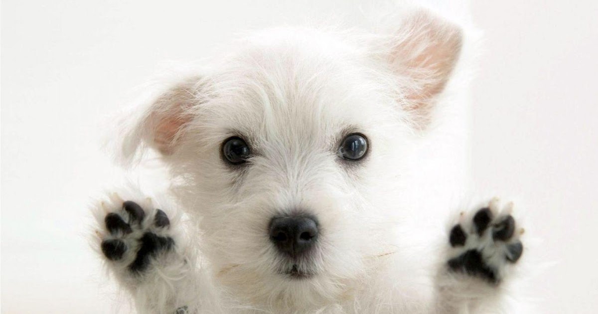 Funny Cute Dog Wallpaper - PetsWall