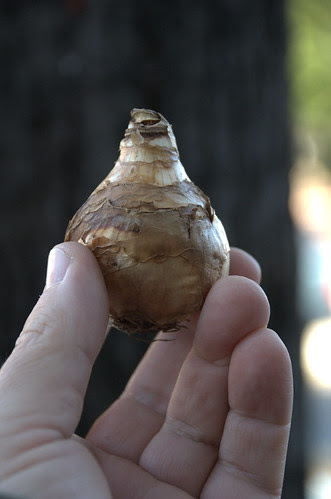 Daffodil bulb