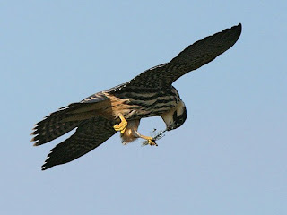 Hobby