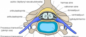 cervical treatment spinal section cross nerve nerves
