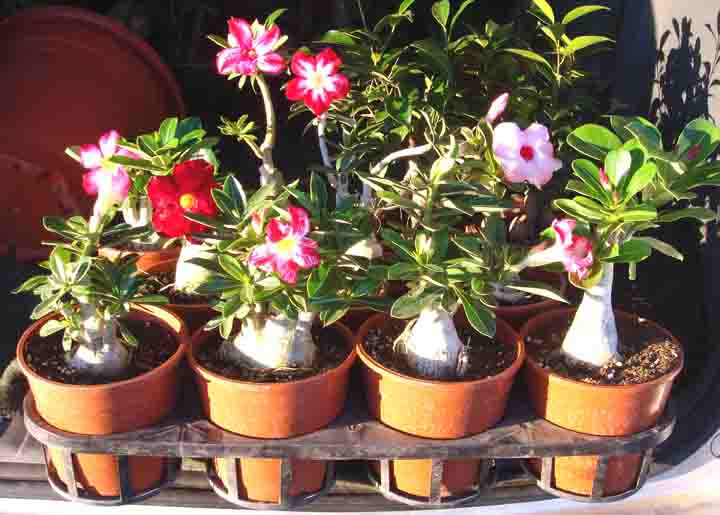 20 Inspiration Desert Rose Bonsai Care Pink Wool