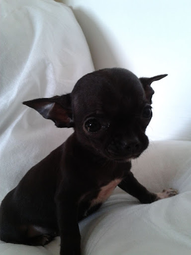 Chihuahua Prices In Kenya - Pets Lovers