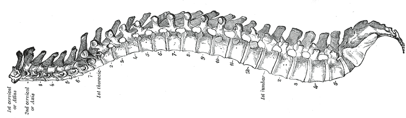 spina dorsale