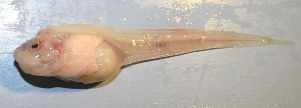 El pez caracol de las Marianas