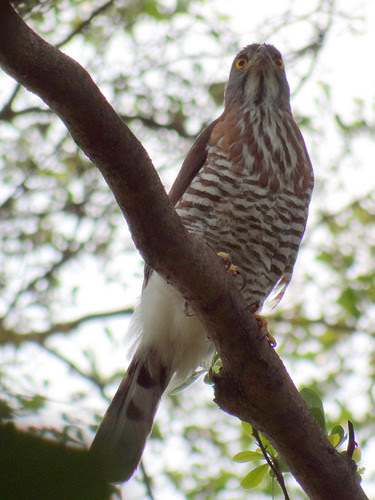 鳳頭蒼鷹/無限台南