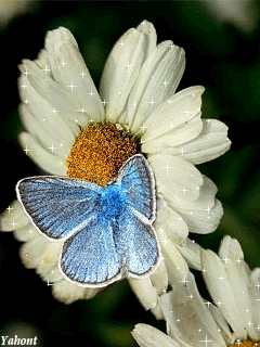 Бабочка на ромашке