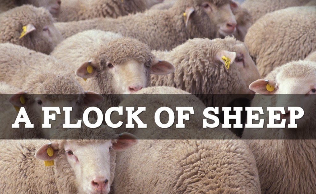 Collective Noun For Sheep / Collective nouns / However, many collective