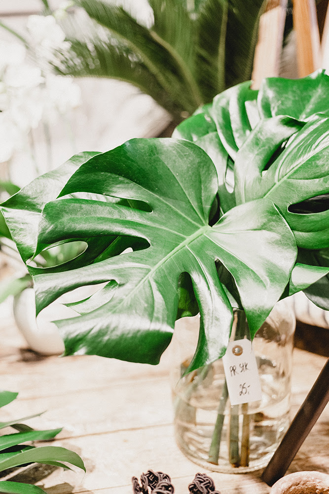 Kumpulan Gambar Daun Monstera HD Terbaik Gambar ID