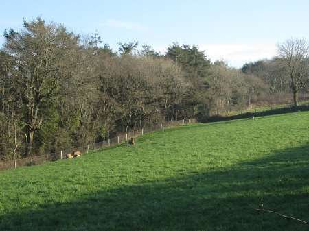 lambsatcilfowyr-2.jpg