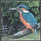 Common Kingfisher Alcedo atthis Common Kingfisher Alcedo atthis