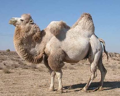Beautiful Externals: Bactrian Camel
