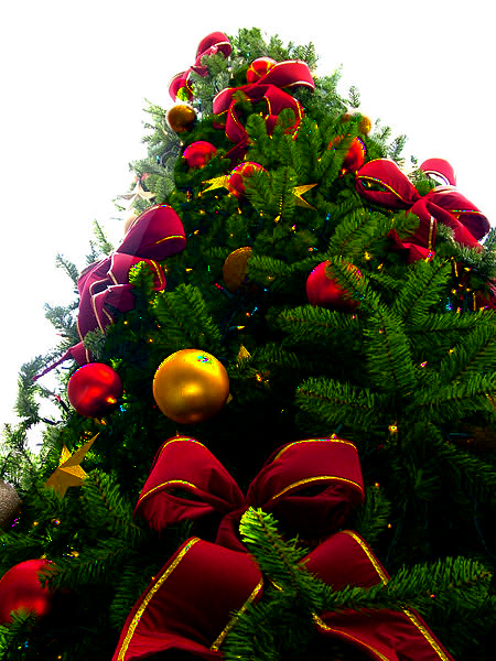 http://upload.wikimedia.org/wikipedia/commons/b/b5/Christmas_tree_sxc_hu,_PNG_transparency.png