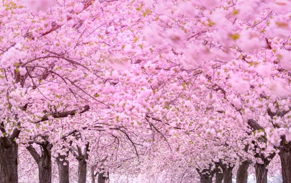 16 Gambar Pemandangan Bunga Sakura